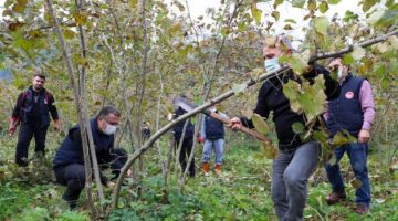 Fındıkta Örnek Budama Uygulaması