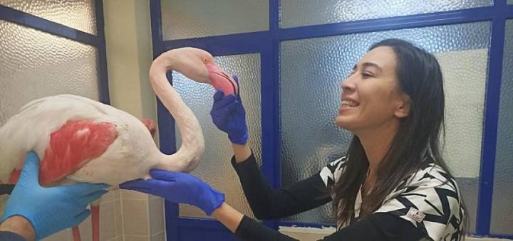 Hasta flamingo sağlığına kavuşacak