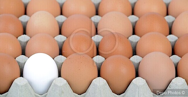 Yumurta üreticilerine “rekabet” soruşturması