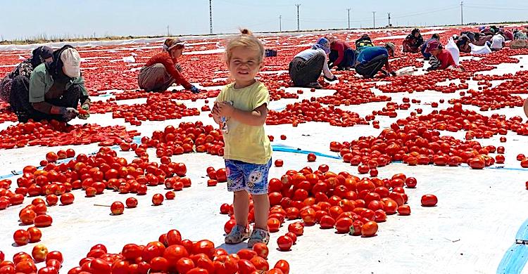 Diyarbakır’dan Avrupa’ya kurutulmuş domates