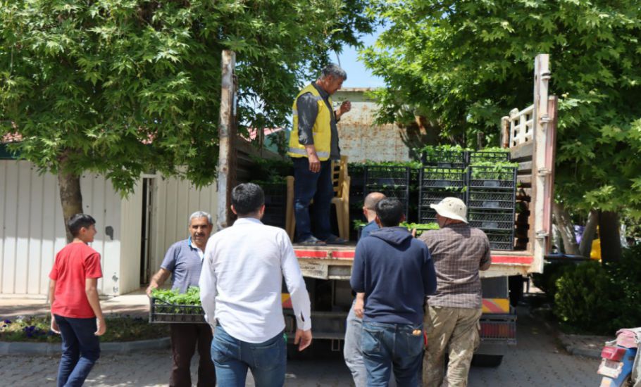 Büyükşehir Belediyesinden Vatandaşlara İsot Fidesi Dağıtıldı