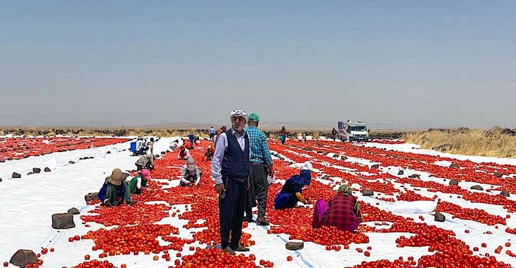 Kurutulmuş domates ihracatı