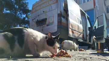 Büyükşehir’den Minik Dostlara Mama