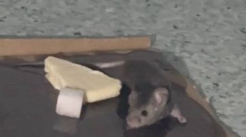 Hastaneyi Fareler Bastı !