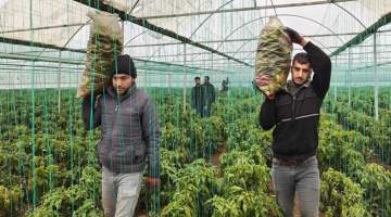 Eyyübiye Sera Kent’te Kış Sezonu Verimli Geçiyor