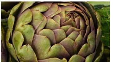 Şifa Deposu : Enginar