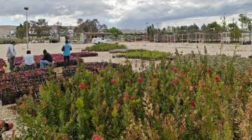 Eyyübiye Belediyesi Fidanlığı Yeni Yerinde