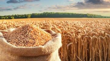 Buğday üretiminde beklentiler