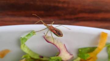 Ayvalık Devlet Hastanesi Öğle Yemeğinde Böcek Skandalı!