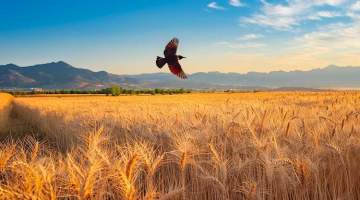 Buğday alım fiyatının ekonomi politiği