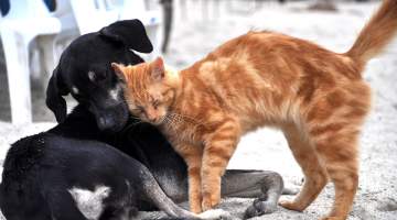 HAYKONFED’den Sokak Hayvanlarına Su Verin Çağrısı!