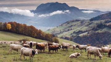 Kurbanlıklara 107,3 milyar lira ödenecek