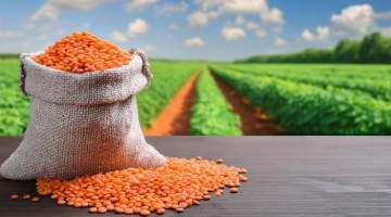 Kırmızı mercimekte yeterlilik yok, potansiyel var