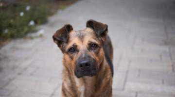 Türkiye Psikiyatri Derneği’nden Sokak Köpeklerinin Uyutulması Yasa Tasarısı Tepkisi!