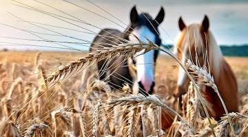 Üretimde bir ‘arpa’ boyu yol