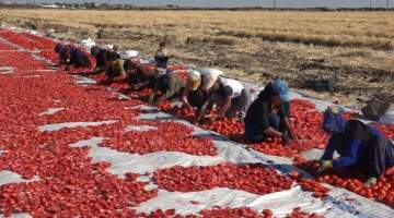 Şanlıurfa’dan Dünyaya Doğal Domates İhracatı