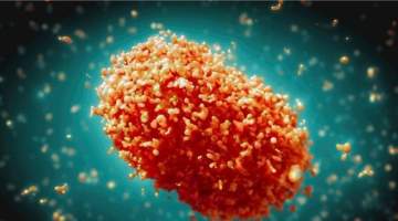 Maymun Çiçeği (MPox) Sık Sorulan Sorular