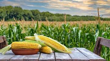 Mısır üretiminde ‘yeterlilik’ sorunu