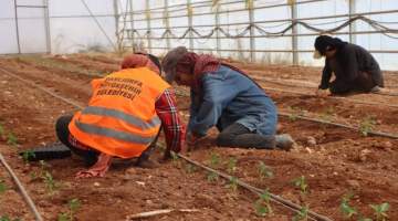 Domates ve Biber fideleri toprakla buluştu