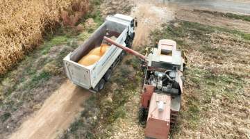 Büyükşehir Mısır Hasadına Başladı