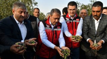 Vali Şıldak Zeytin Hasadına Katıldı