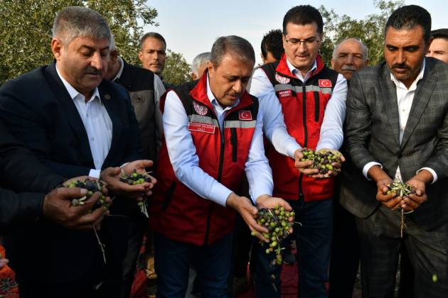 Vali Şıldak Zeytin Hasadına Katıldı