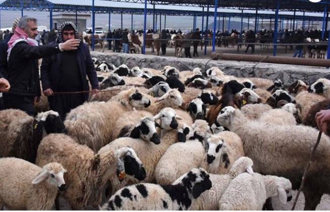 Şanlıurfa’da hayvan pazarları tek tek kapatılıyor