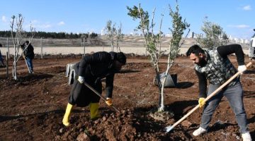 Siverek’te “Millet Şire Bağları” ve “Millet Meyve Bahçeleri” projesi sürüyor