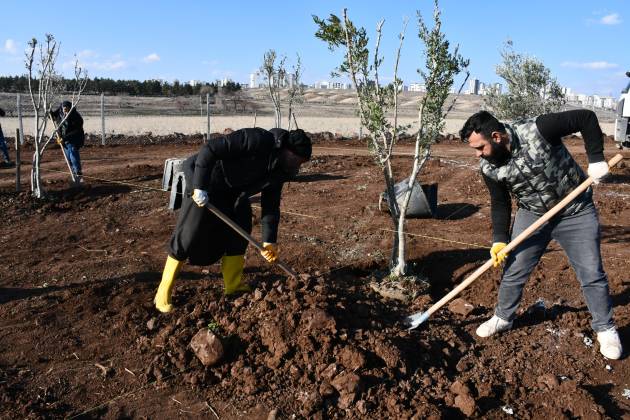 Siverek’te “Millet Şire Bağları” ve “Millet Meyve Bahçeleri” projesi sürüyor