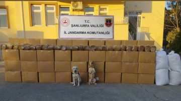 Şanlıurfa’da Jandarma tarafından 11 Ton Kaçak Tütün Ele Geçirildi