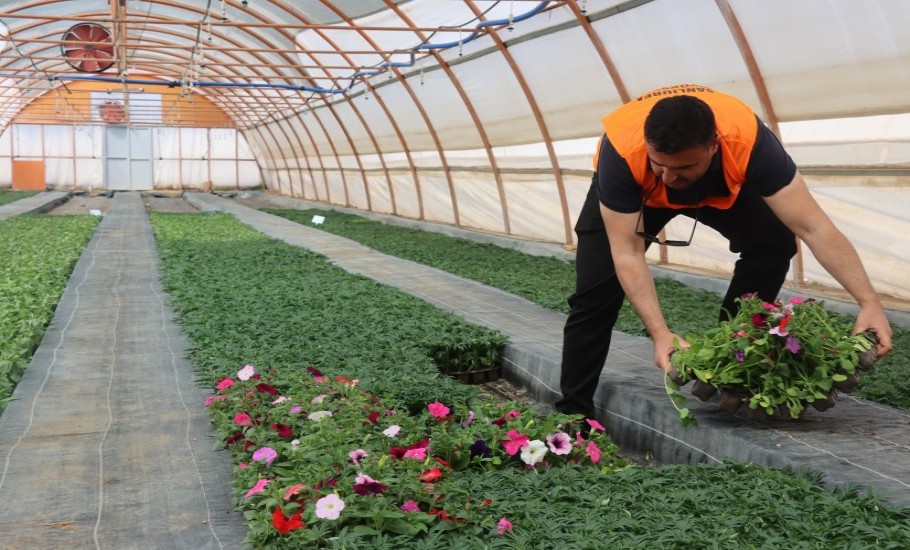 Seralarda yetiştirilen 500 bin çiçek Şanlıurfa’yı güzelleştirecek