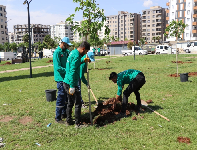 Haliliye Belediyesi yeşil alan çalışmalarıyla yaşam kalitesini artırıyor