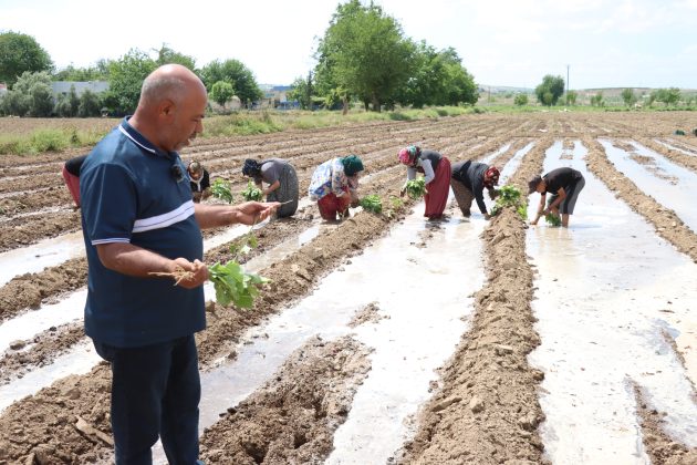 Meşhur Birecik Patlıcanı Toprakla Buluştu
