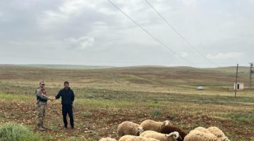 Şanlıurfa Jandarma hayvan hırsızlarına göz açtırmadı