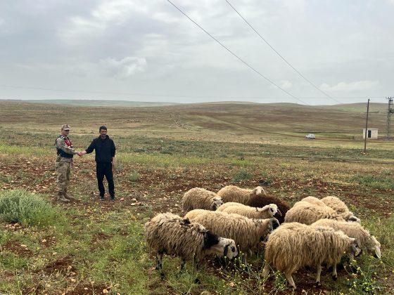 Şanlıurfa Jandarma hayvan hırsızlarına göz açtırmadı