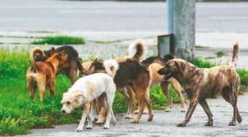 Urfa’da sokak köpekleri kuzulara saldırdı: 30 kuzu telef oldu