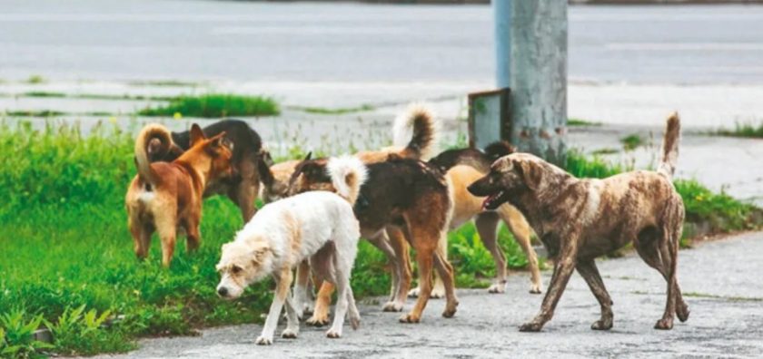 Urfa’da sokak köpekleri kuzulara saldırdı: 30 kuzu telef oldu