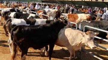 Şanlıurfa’da kurbanlıkların kilogram fiyatı belli oldu