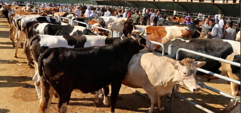 Şanlıurfa’da kurbanlıkların kilogram fiyatı belli oldu