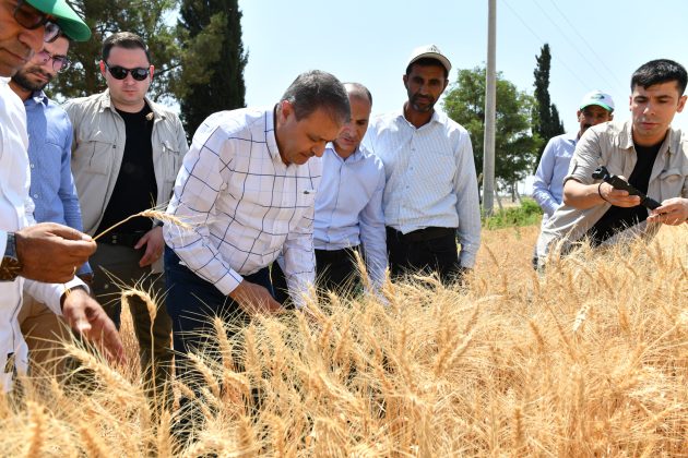 Vali Şıldak, buğday hasadına katıldı