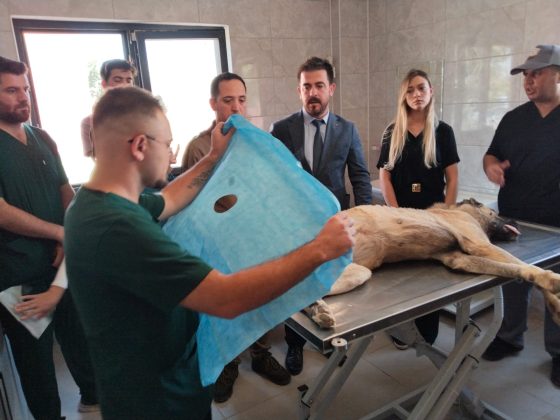 Sahipsiz hayvanlar ile ilgili çalışmalar devam ediyor