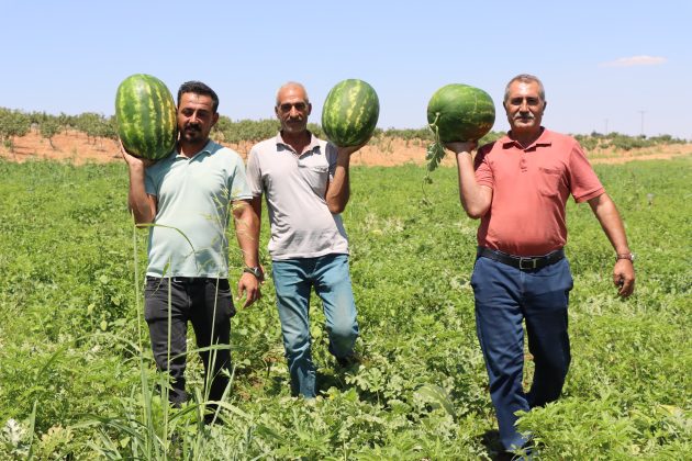 Yaylak Karpuzunun lezzeti dağlardan geliyor