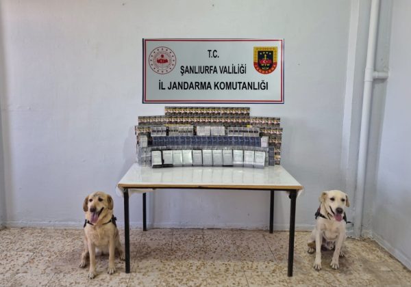 Jandarma Binlerce Gümrük Kaçağı Sigara Ele Geçirdi