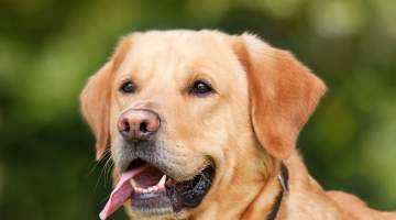 Köpeğinizi gezdirirken keneye karşı önlem alın!