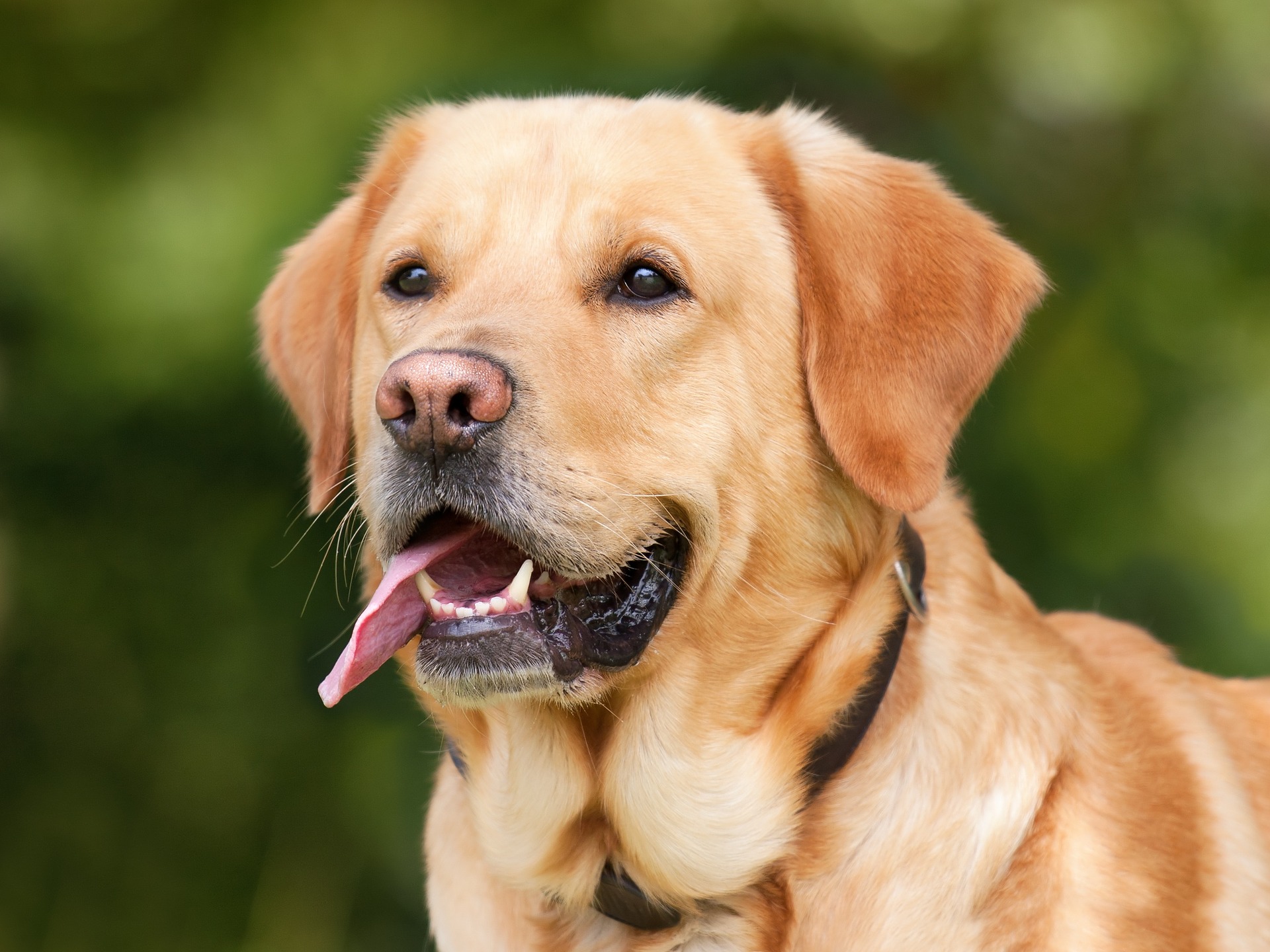 Köpeğinizi gezdirirken keneye karşı önlem alın!