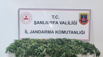Şanlıurfa’da zehir tacirlerine darbe indirildi
