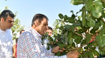 Vali Şıldak, Boz fıstık hasadına katıldı