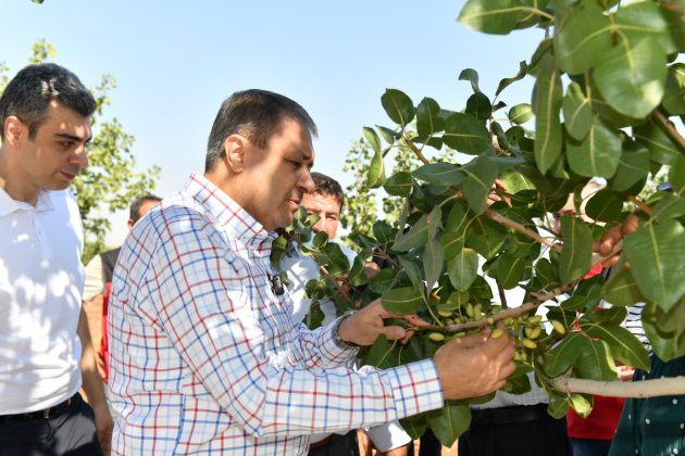 Vali Şıldak, Boz fıstık hasadına katıldı