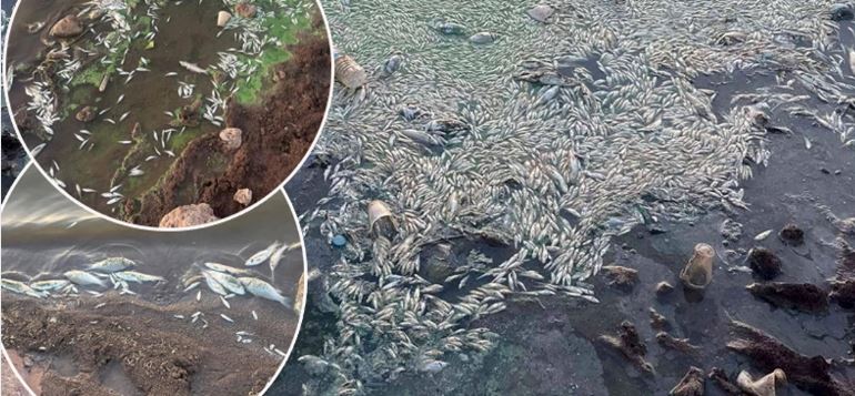 Birecik ilçesinde Fırat Nehri’nde Balık ölümleri yaşandı