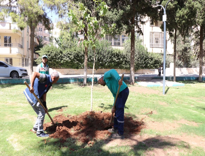 Haliliye’de ağaçlandırma seferberliği devam ediyor